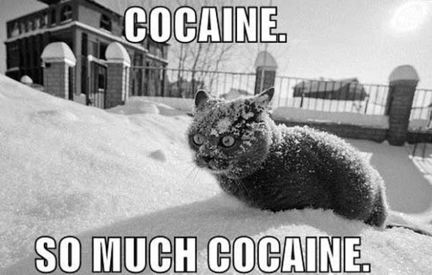 Cocaine Kitty