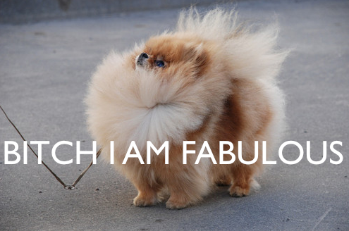 small_dog_fabulous.png